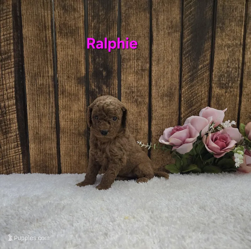 Ralphie F1B – Cavapoo puppy for sale in Pittsford, MI