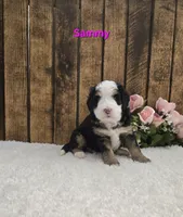 Sammy, a male Miniature Bernedoodle for sale in Pittsford, MI – 2 of 2