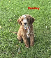 Bentley, a male Cavapoo for sale in Pittsford, MI – 3 of 4