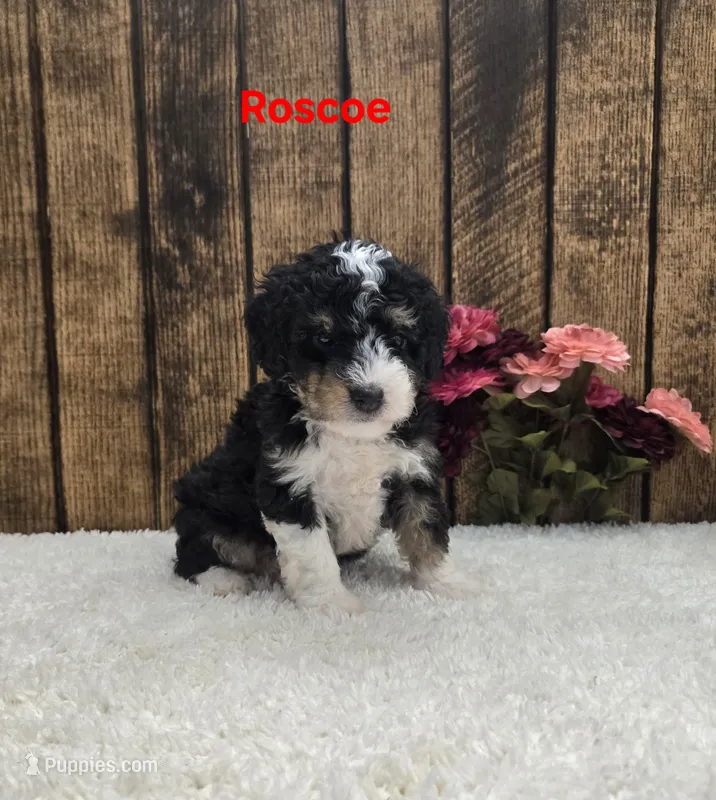 Roscoe F1B – Miniature Bernedoodle puppy for sale in Pittsford, MI