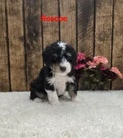 Roscoe F1B, a male Miniature Bernedoodle for sale in Pittsford, MI – 1 of 2