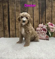 Dexter F1B, a male Cavapoo for sale in Pittsford, MI – Photo 3 of 3