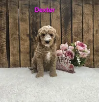 Dexter F1B, a male Cavapoo for sale in Pittsford, MI – Photo 2 of 3