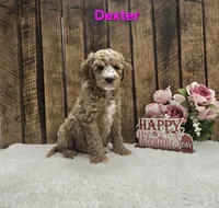 Dexter F1B, a male Cavapoo for sale in Pittsford, MI – Photo 1 of 3