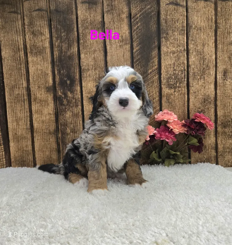 Bella – Miniature Bernedoodle puppy for sale in Pittsford, MI