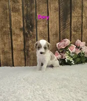 Dory F1B, a female Cavapoo for sale in Pittsford, MI – 2 of 2
