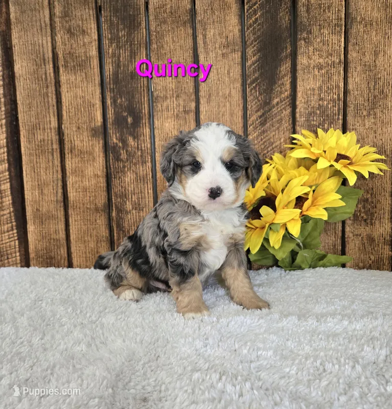 Quincy – Miniature Bernedoodle puppy for sale in Pittsford, MI