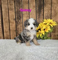 Quincy, a male Miniature Bernedoodle for sale in Pittsford, MI – Photo 1 of 3