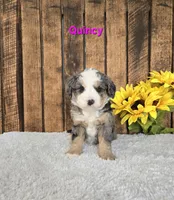 Quincy, a male Miniature Bernedoodle for sale in Pittsford, MI – Photo 3 of 3