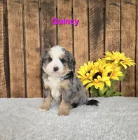 Quincy, a male Miniature Bernedoodle for sale in Pittsford, MI – Photo 2 of 3