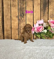 Zack F1B, a male Cavapoo for sale in Pittsford, MI – 2 of 2