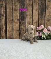 Darla F1B, a female Miniature Goldendoodle for sale in Pittsford, MI – 1 of 2