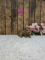 Gigi, a female Cavapoo for sale in Pittsford, MI – Photo 1 of 2