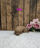 Gigi, a female Cavapoo for sale in Pittsford, MI – Photo 2 of 2