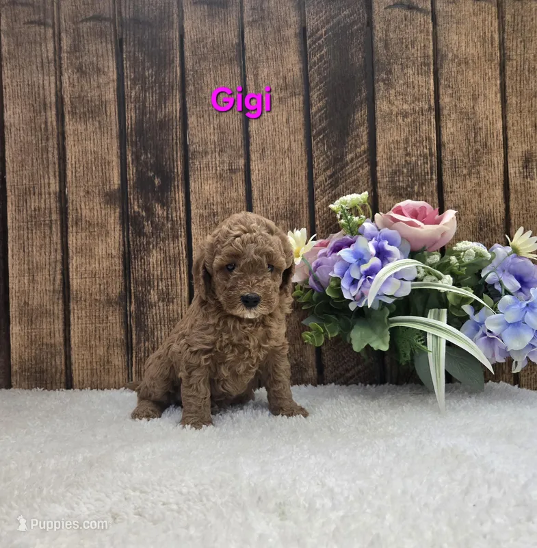 Gigi – Cavapoo puppy for sale in Pittsford, MI