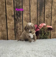 Koda F1B, a male Cavapoo for sale in Pittsford, MI – 2 of 2