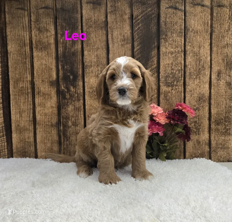 Leo F1B – Miniature Goldendoodle puppy for sale in Pittsford, MI