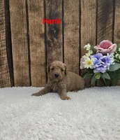 Hank F1B, a male Cavapoo for sale in Pittsford, MI – 1 of 2