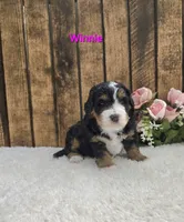Winnie, a female Miniature Bernedoodle for sale in Pittsford, MI – 2 of 2