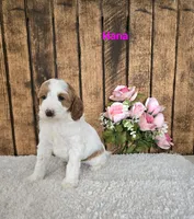 Hana F1B , a female Miniature Goldendoodle for sale in Pittsford, MI – 2 of 2