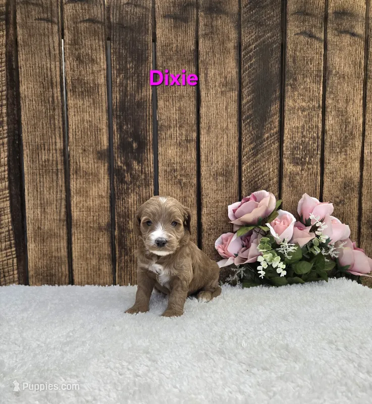Dixie F1B – Miniature Goldendoodle puppy for sale in Pittsford, MI