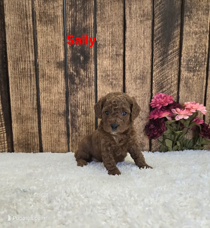 Sally F1B – Cavapoo puppy for sale in Pittsford, MI