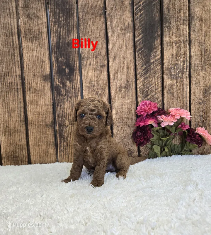 Billy F1B – Cavapoo puppy for sale in Pittsford, MI