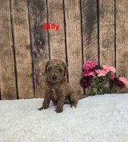Billy F1B, a male Cavapoo for sale in Pittsford, MI – 1 of 2