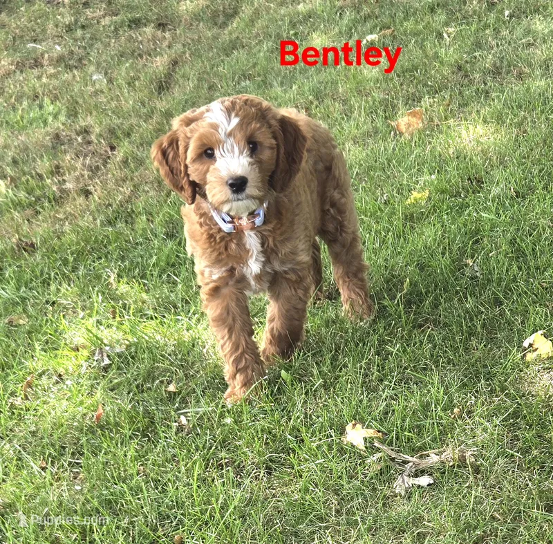 Bentley – Cavapoo puppy for sale in Pittsford, MI