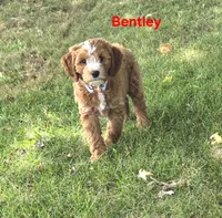 Bentley, a male Cavapoo for sale in Pittsford, MI – 1 of 4