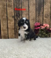 Roscoe F1B, a male Miniature Bernedoodle for sale in Pittsford, MI – 2 of 2