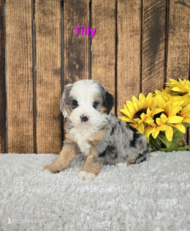 Tilly – Miniature Bernedoodle puppy for sale in Pittsford, MI