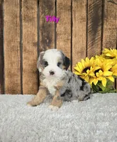 Tilly, a female Miniature Bernedoodle for sale in Pittsford, MI – Photo 1 of 2