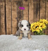 Tilly, a female Miniature Bernedoodle for sale in Pittsford, MI – Photo 2 of 2