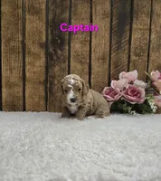 Captain F1B, a male Cavapoo for sale in Pittsford, MI – Photo 2 of 2