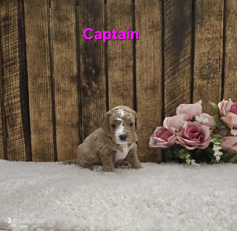Captain F1B – Cavapoo puppy for sale in Pittsford, MI