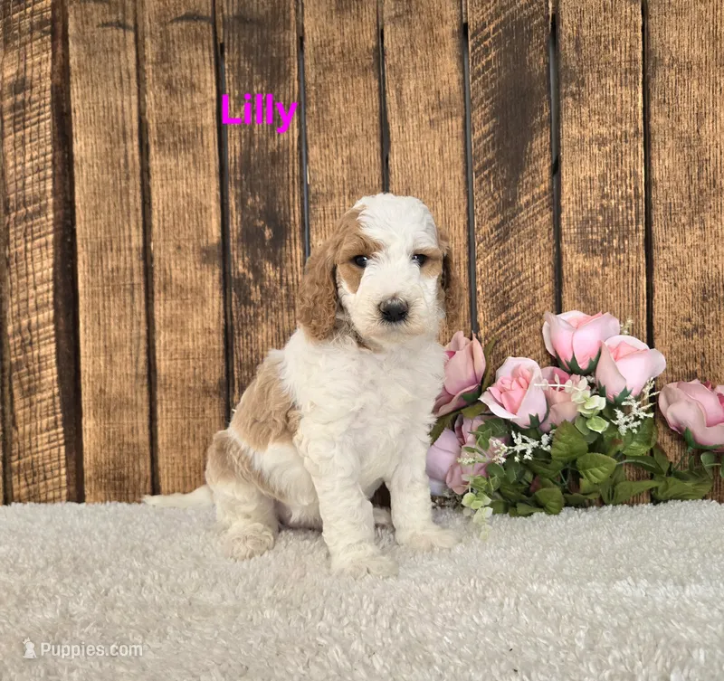 Lilly F1B – Miniature Goldendoodle puppy for sale in Pittsford, MI