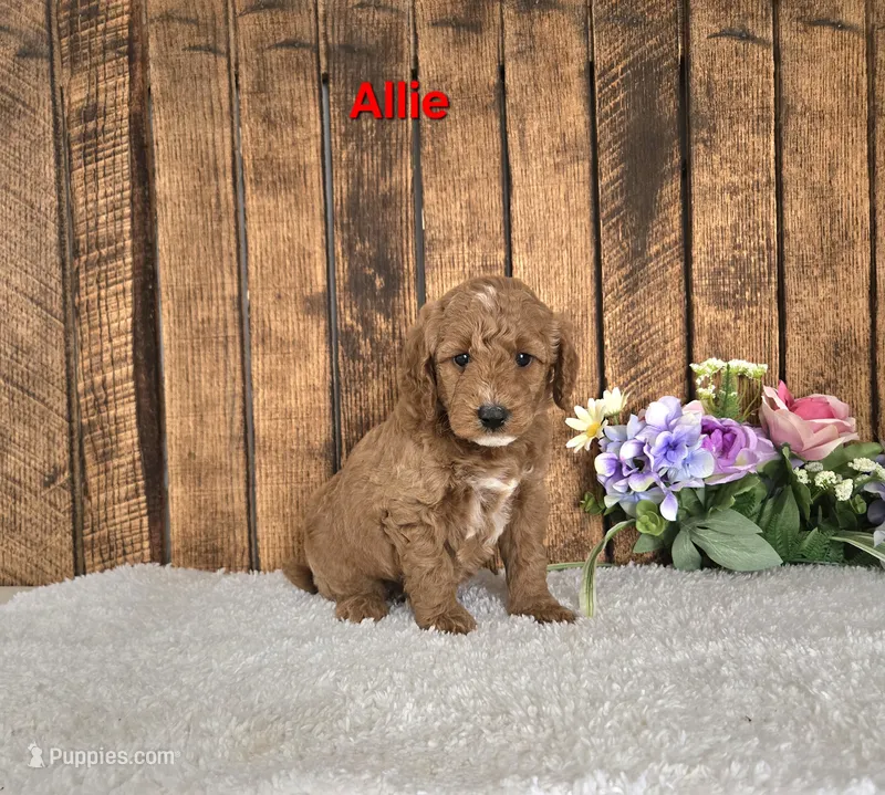 Allie F1B – Miniature Goldendoodle puppy for sale in Pittsford, MI