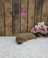 Yeti F1B, a male Cavapoo for sale in Pittsford, MI – Photo 2 of 2