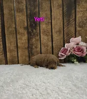 Yeti F1B, a male Cavapoo for sale in Pittsford, MI – Photo 1 of 2