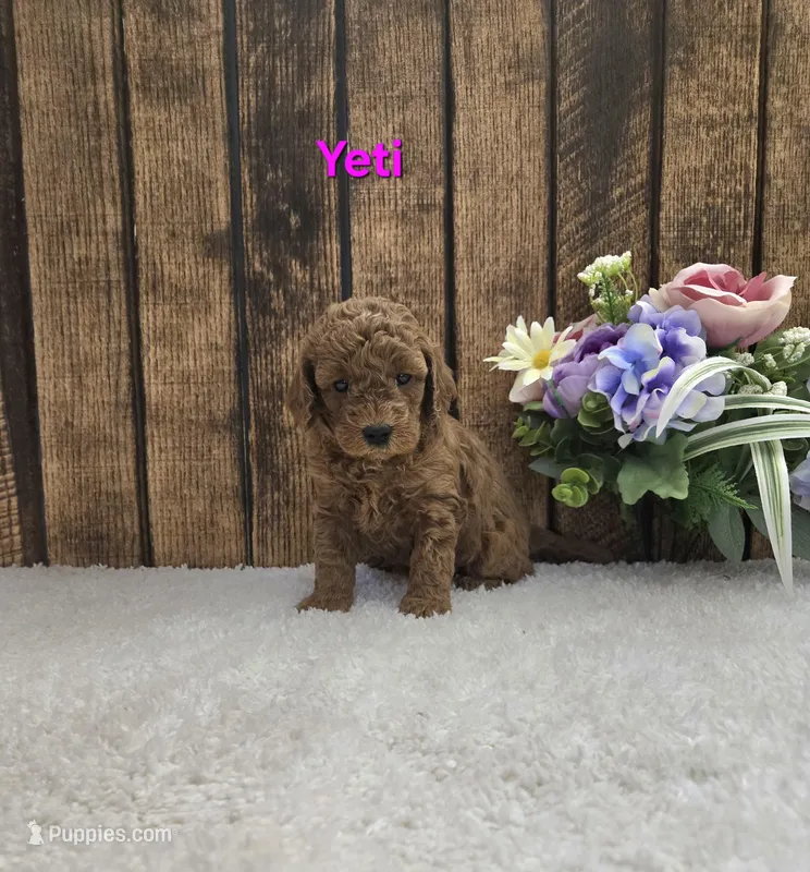 Yeti F1B – Cavapoo puppy for sale in Pittsford, MI