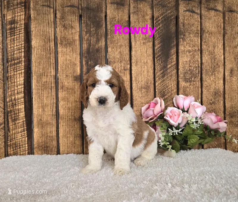 Rowdy F1B – Miniature Goldendoodle puppy for sale in Pittsford, MI