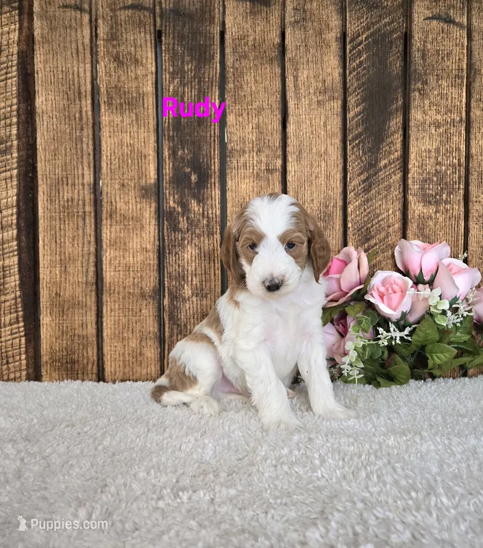 Rudy F1B – Miniature Goldendoodle puppy for sale in Pittsford, MI