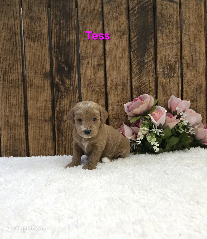 Tess F1B – Miniature Goldendoodle puppy for sale in Pittsford, MI