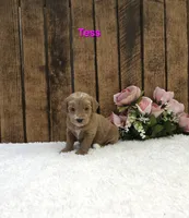 Tess F1B, a female Miniature Goldendoodle for sale in Pittsford, MI – 1 of 2