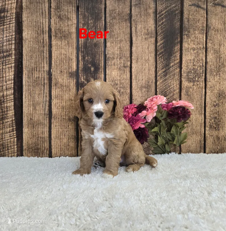Bear F1B – Cavapoo puppy for sale in Pittsford, MI