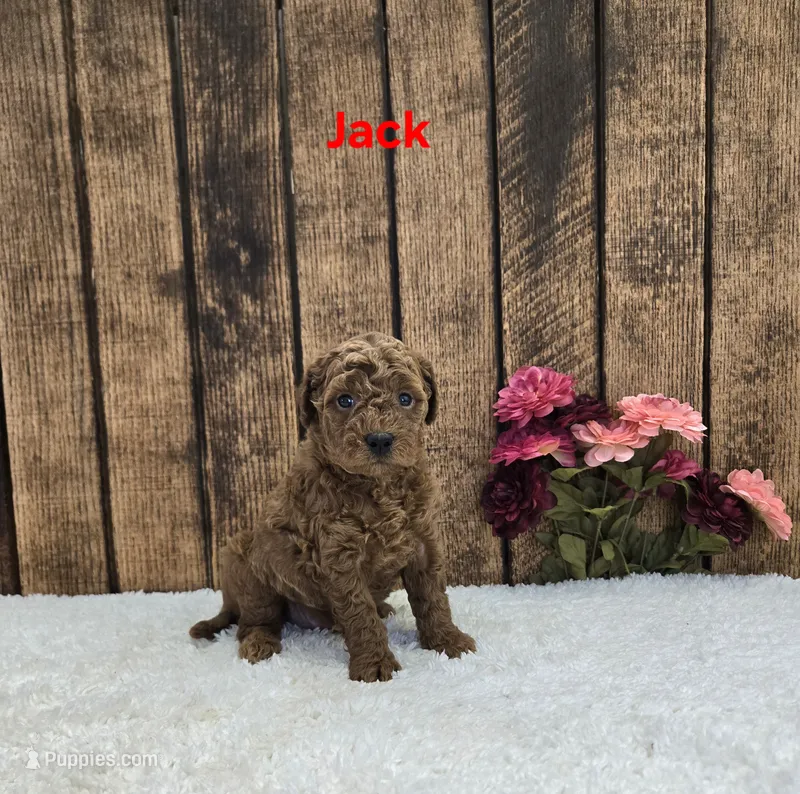 Jack F1B – Cavapoo puppy for sale in Pittsford, MI