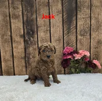 Jack F1B, a male Cavapoo for sale in Pittsford, MI – 1 of 2