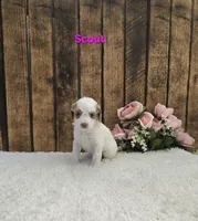 Scout F1B, a male Cavapoo for sale in Pittsford, MI – 2 of 2