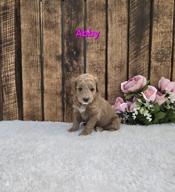 Abby F1B – Miniature Goldendoodle puppy for sale in Pittsford, MI